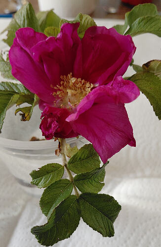 rugosa_3