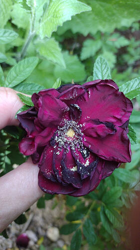 IMG-20260525-WA0002
