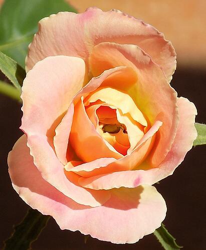 03.SecondBud.JPG