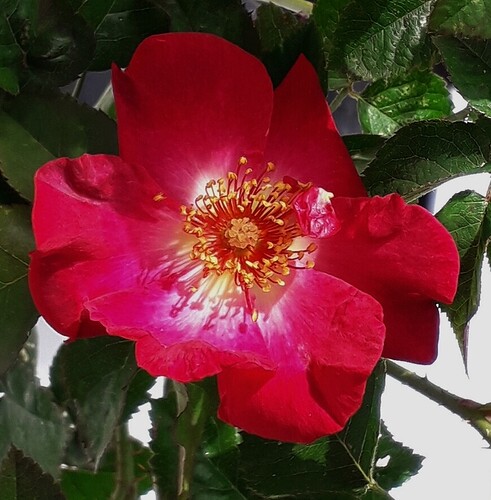 Indigo_X_Raspberry_Kiss_title