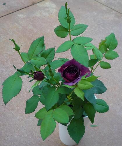 02.SecondBud3.JPG