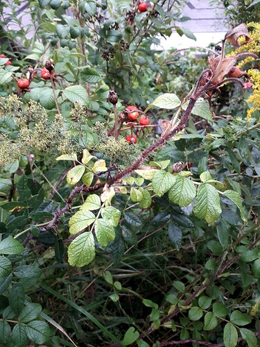 Rugos_Rubra_in question