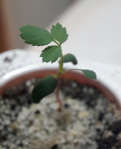 Seedling_Royal_Celebration_X_Rosa fedtschenkoana