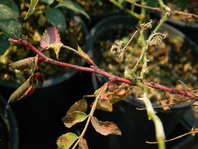 DSCN5106.JPG