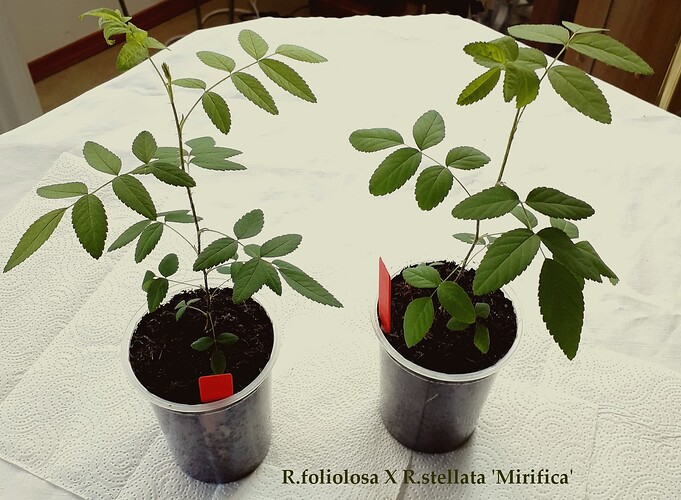 Seedlings_R_foliolosaXR_R_stellata