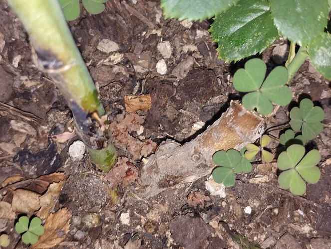 IMG_20251226_084109899