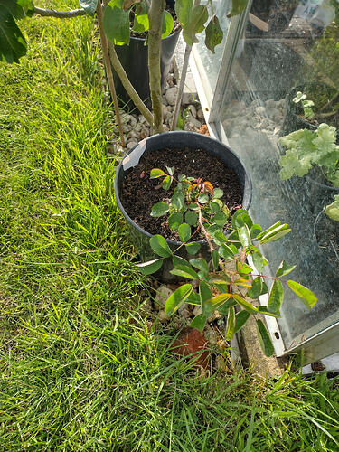 IMG_20260617_182708563_HDR