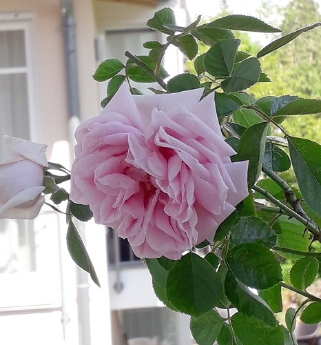Rose_de_Rescht_X_Eye_of_the_Tiger