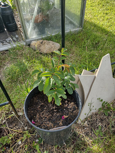 IMG_20260617_182641464_HDR