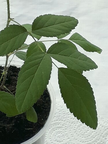 Seedlings_R_foliolosaXR_R_stellata_leaves