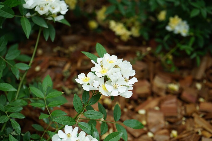 粉蕾木香 Rosa pseudobanksiae DSC05151