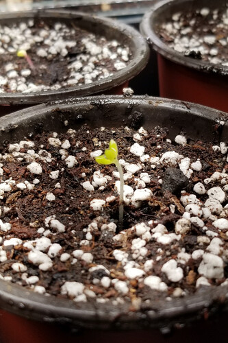 Rose_Seedlings_-01