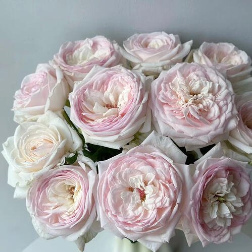 il_794xN.6422045578_qopu