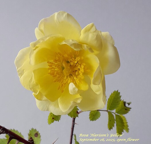 harisons_yellow_open_flower_20250916