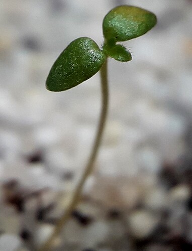 p_1_seedling_stellata_M_X_Eye_of_the_Tiger