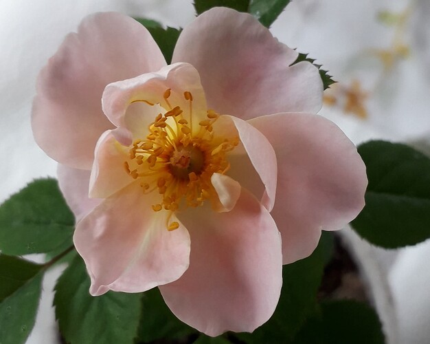 Self_seedling_Eye_of_the_Tiger