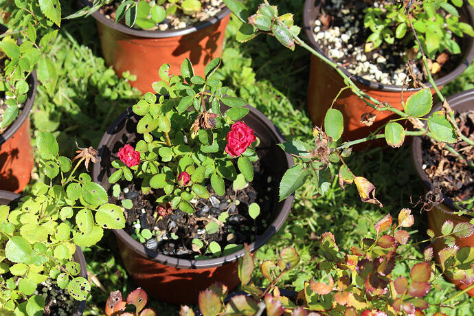 Seedling-05