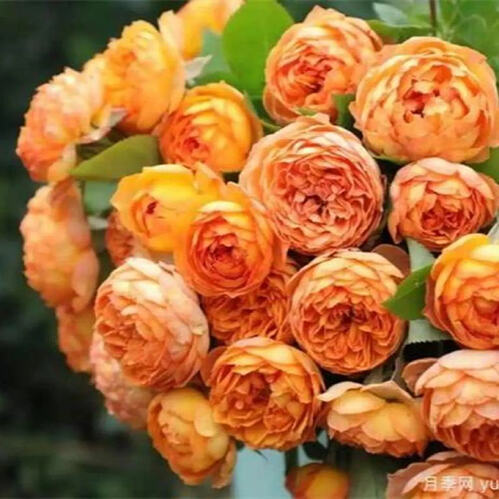 il_794xN.6579548291_p9a4