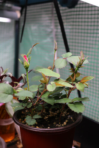 Rose_Seedlings_-02