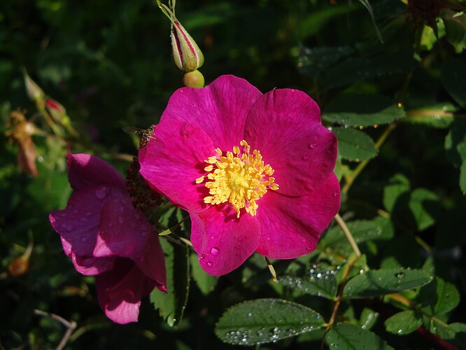 DSC09607 Rosa blanda from home (dark flower)