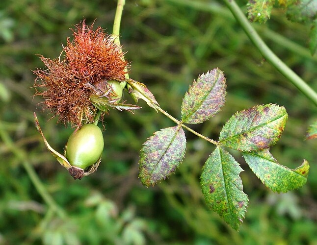 Diplolepis rosae L._p_1