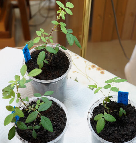 R_foliolosaXR_rugosa_Rubra