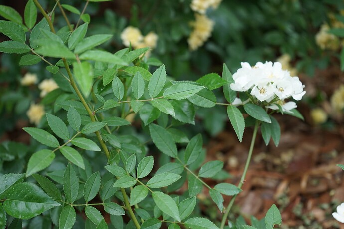 粉蕾木香 Rosa pseudobanksiae DSC05152