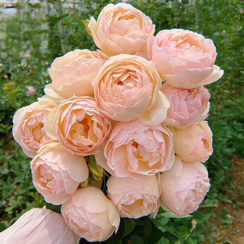 il_794xN.6560718783_grwa