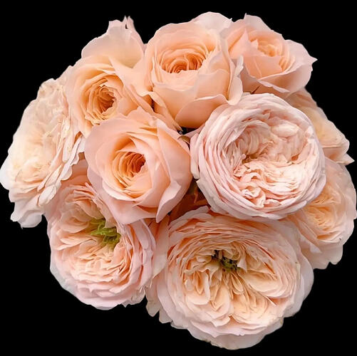 il_794xN.7358893778_snzt