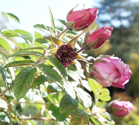 Rugosa_buds_11_10_2023