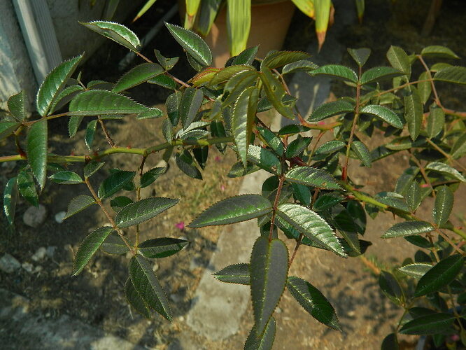 DSCN5099.JPG