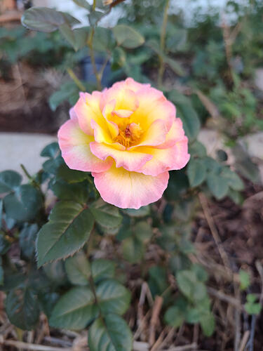 IMG_20261009_101841205