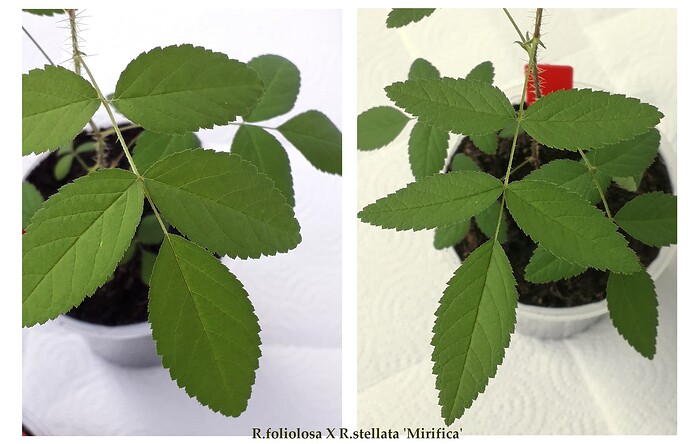 Seedlings_R_foliolosaXR_R_stellata_leaf_structure