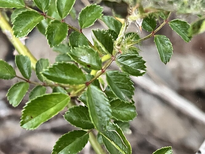 lake rose leaves