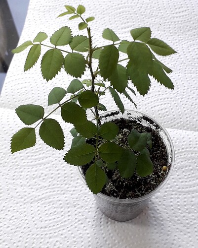 seedling_Royal_Celebration_X_William_III