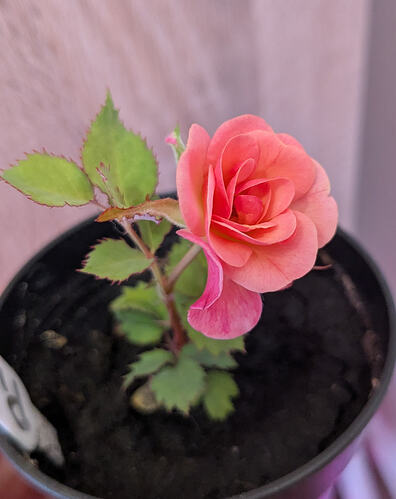 PXL_20260203_060925125~2