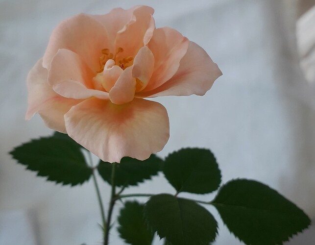 Seedling_Eye_of_the_Tiger_X_Strandperle_Norderney