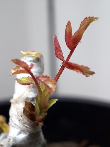 chip_budding_seedling