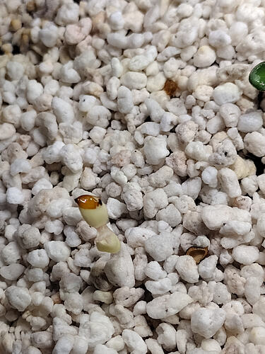 IMG_20260303_175313268