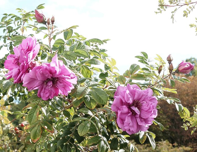 Rugosa_blooms_12_10_2023