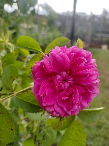 IMG_20250526_141221786_HDR