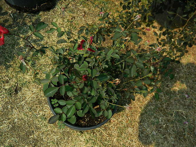 DSCN5101.JPG
