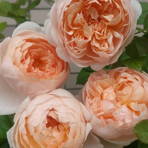 il_794xN.7536341726_m3f9