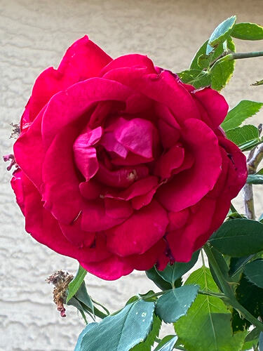 IMG_3756