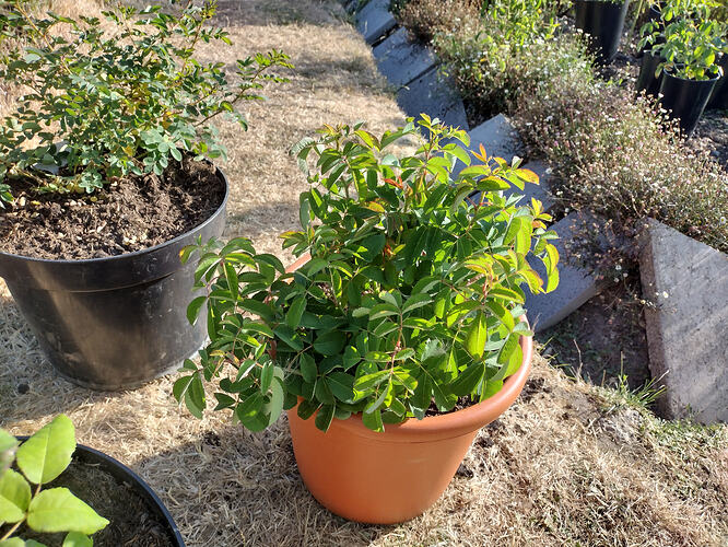 IMG_20260727_175707650_HDR