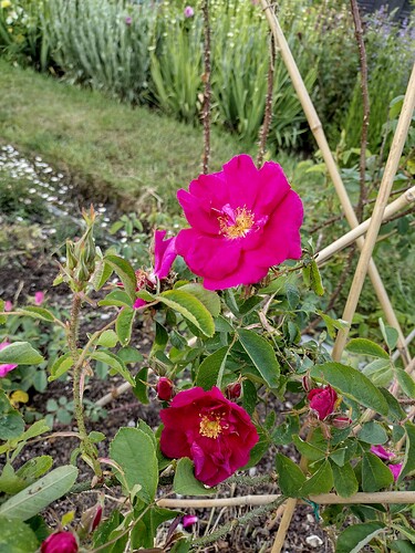 IMG_20250523_093922212_HDR
