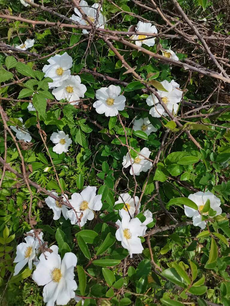 It is invalid for Rosa laevigata to cross any rose in the garden as a  father - Roses for Hybridizing - Rose Hybridizers Association