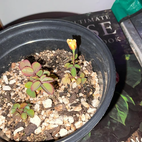 some-of-my-favorite-seedlings-so-far-v0-18j16dmlkxfe1