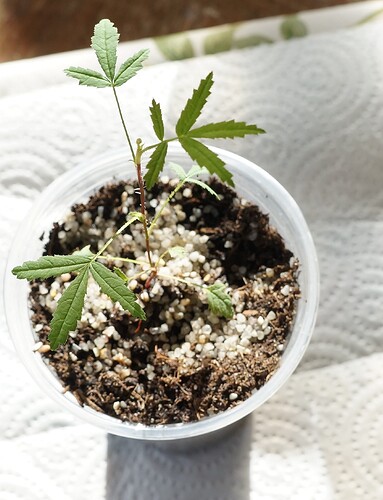 Seedling_225_R_foliolosaXR_rugosa