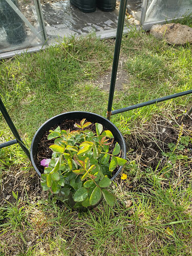 IMG_20260617_182636365_HDR